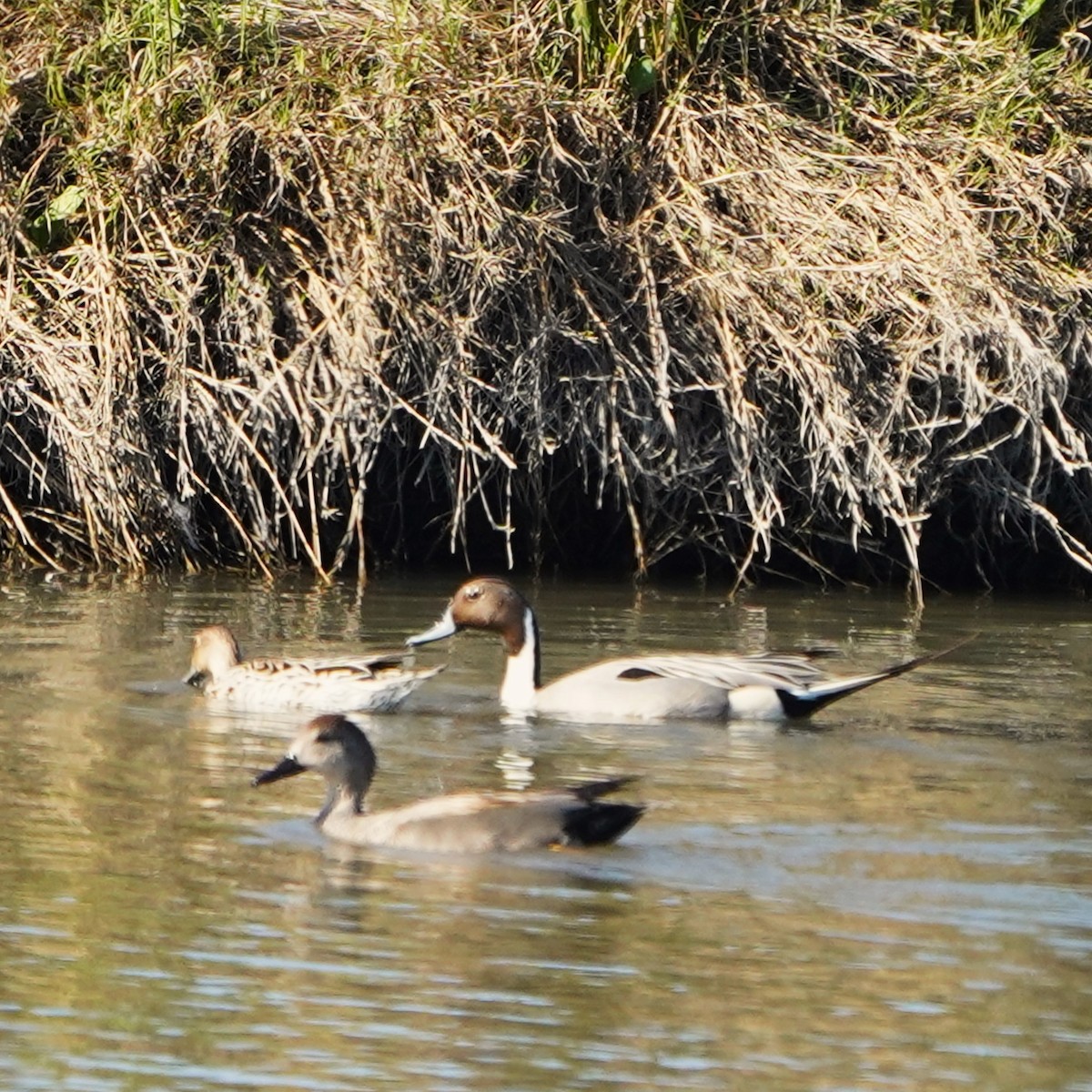 Northern Pintail - ML616354002