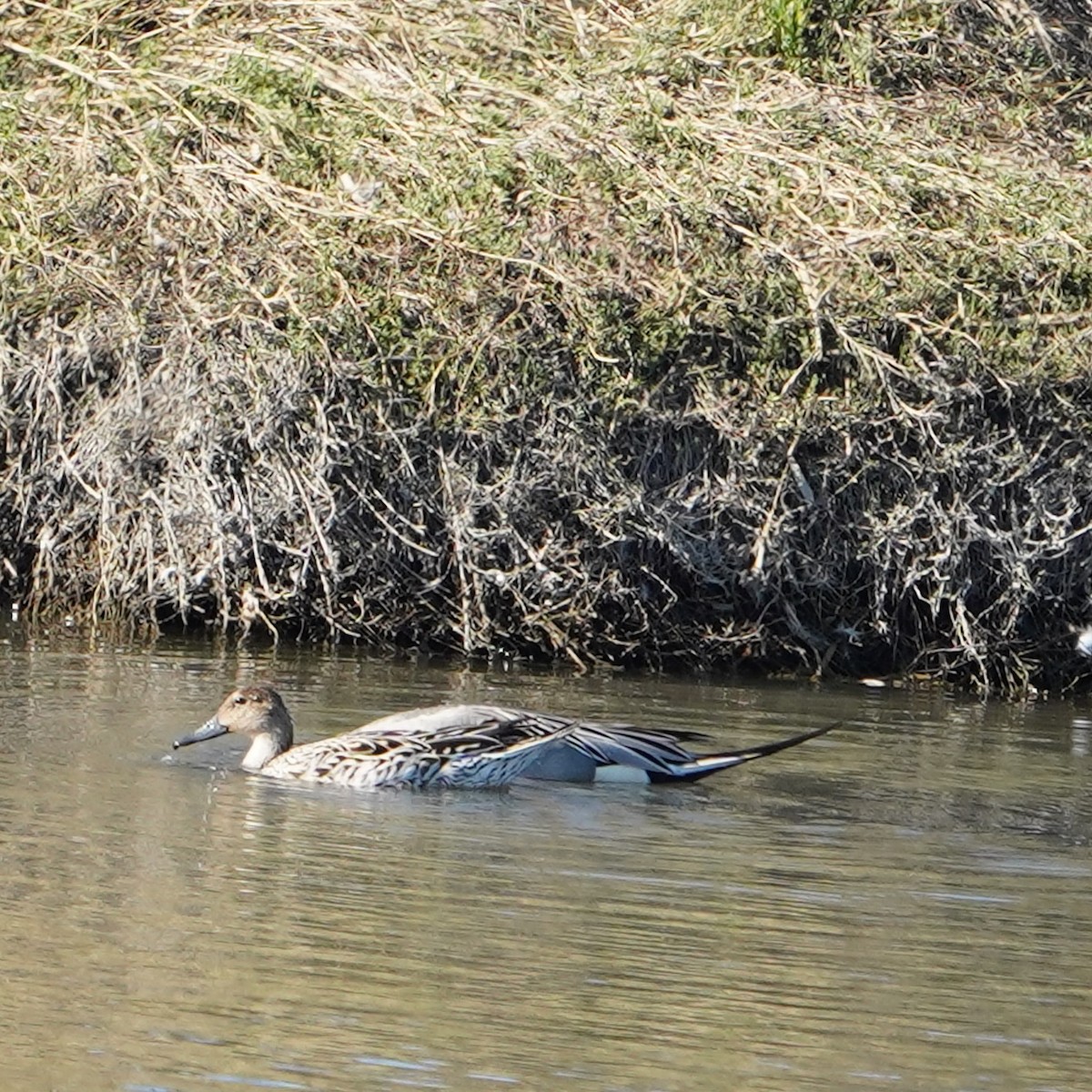 Northern Pintail - ML616354003