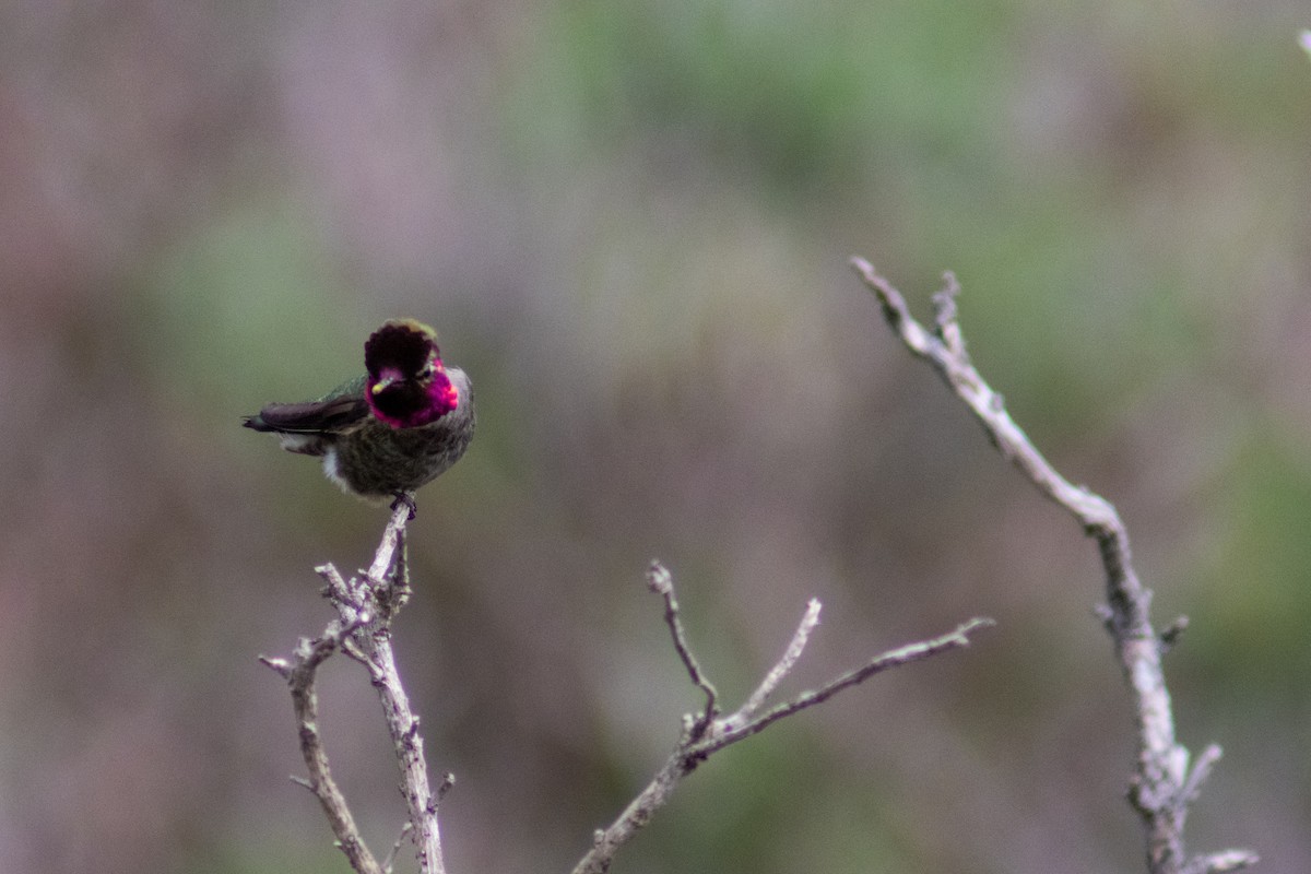 Anna's Hummingbird - Helen Gong