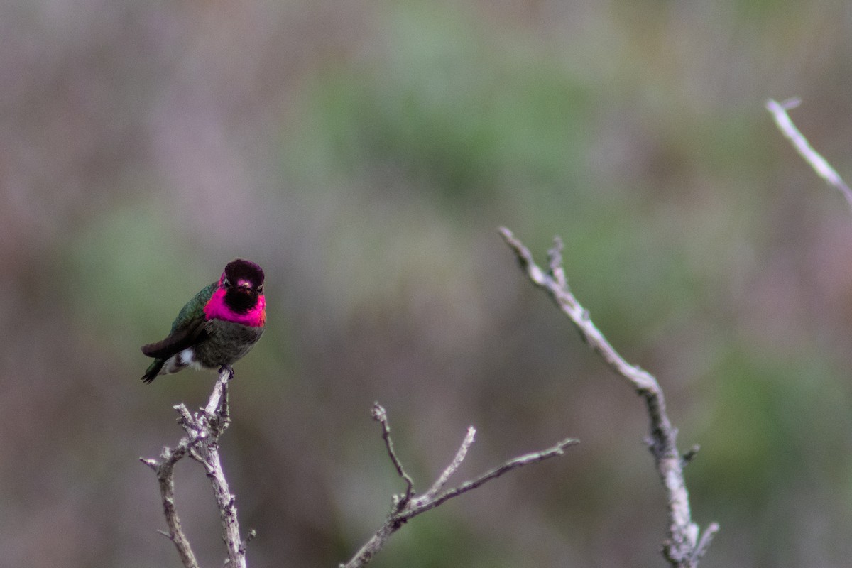 Anna's Hummingbird - Helen Gong