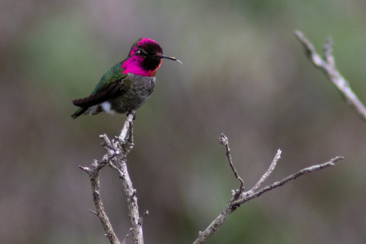 Colibrí de Anna - ML616354023