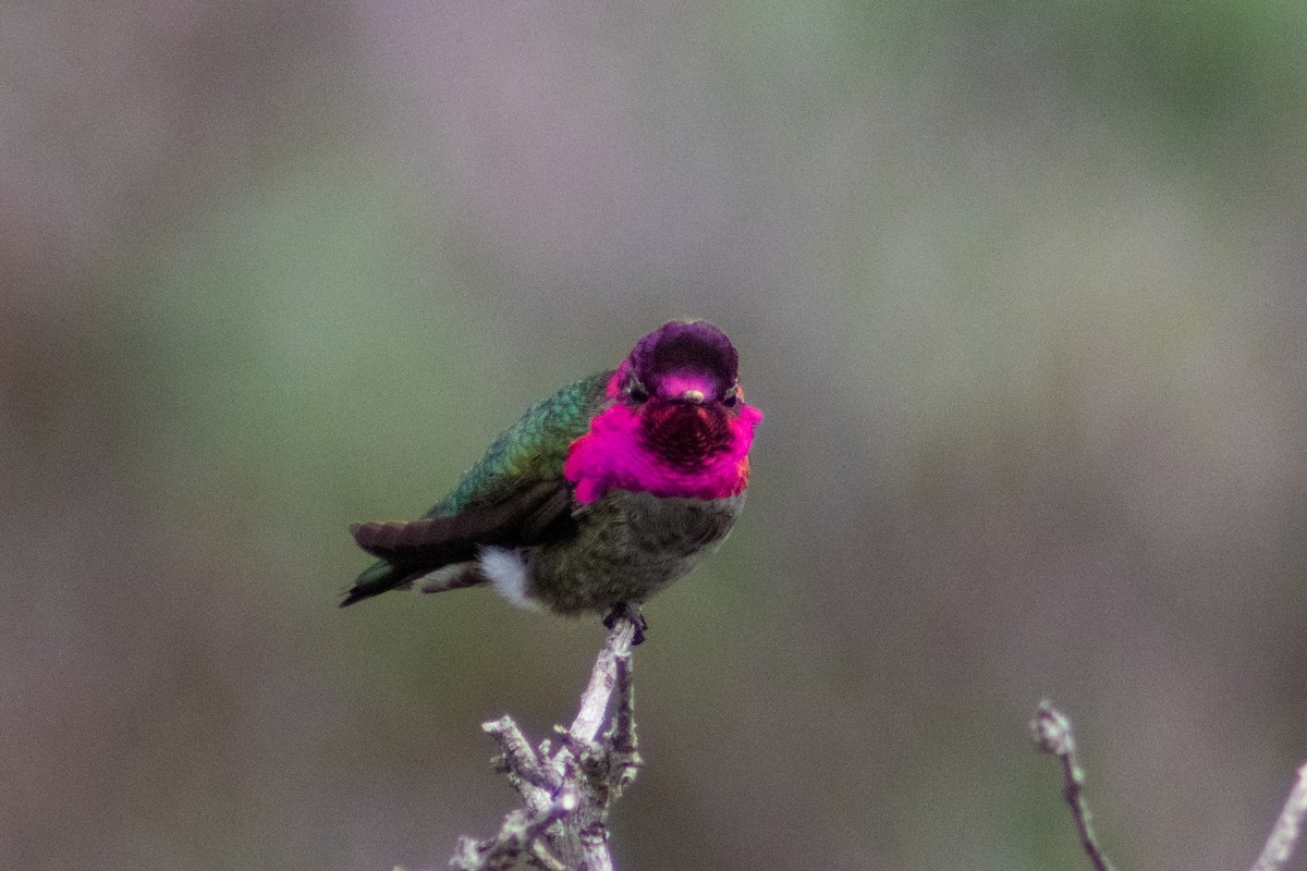 Anna's Hummingbird - Helen Gong