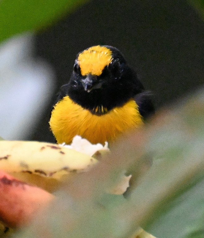 Orange-crowned Euphonia - Steve Davis