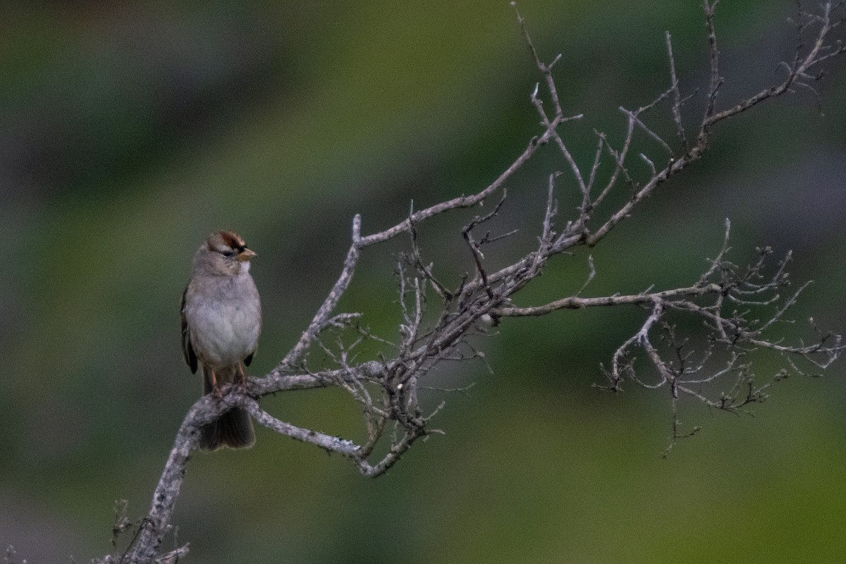 White-crowned Sparrow - Helen Gong