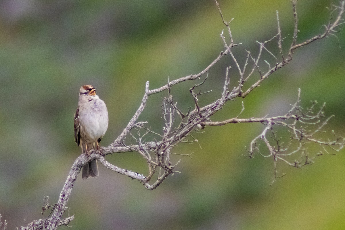 White-crowned Sparrow - Helen Gong