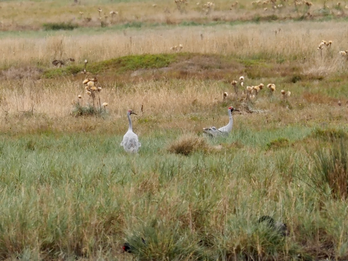 Brolga Turnası - ML616354045