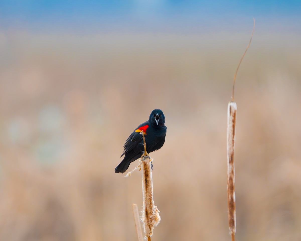 Red-winged Blackbird - ML616354058