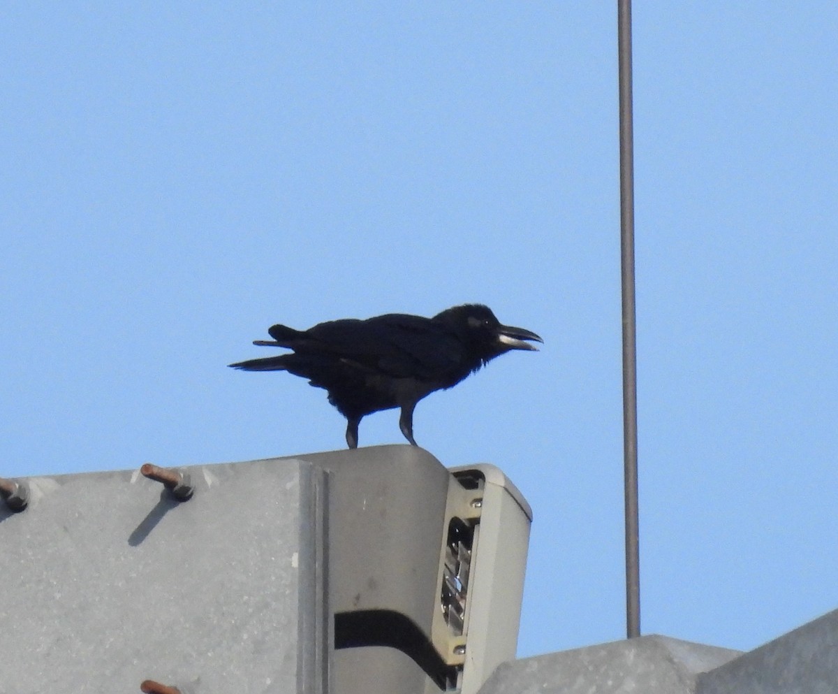 Large-billed Crow - ML616354062