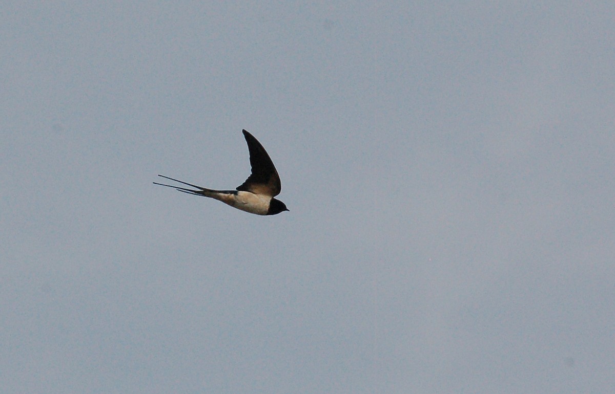 Barn Swallow - ML616354068