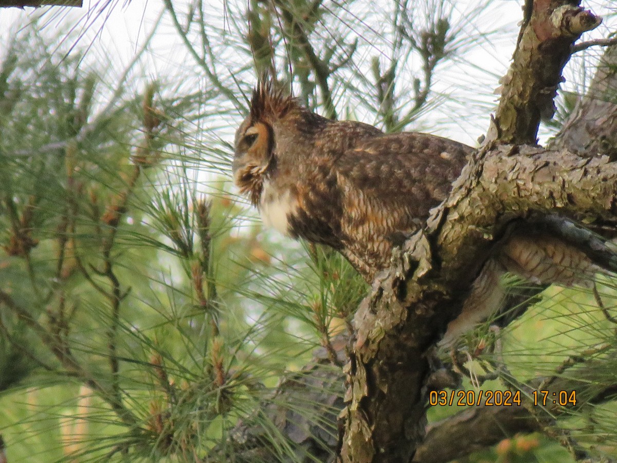 Great Horned Owl - ML616354070