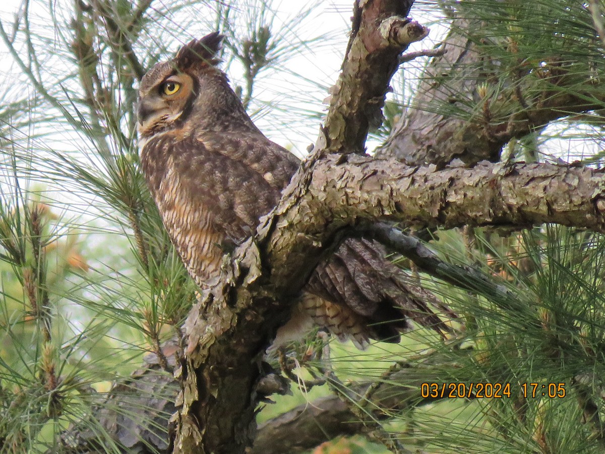 Great Horned Owl - ML616354071