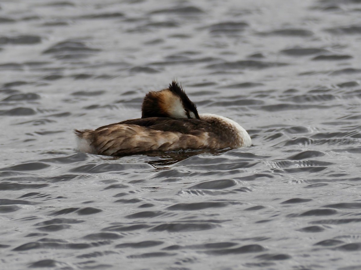 Great Crested Grebe - David Boyle