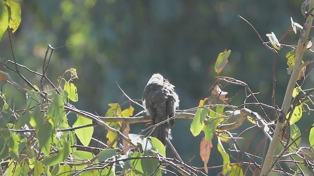 Noisy Friarbird - ML616354097