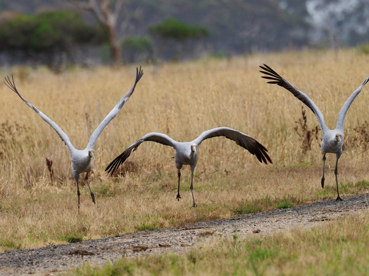 Grulla Brolga - ML616354119