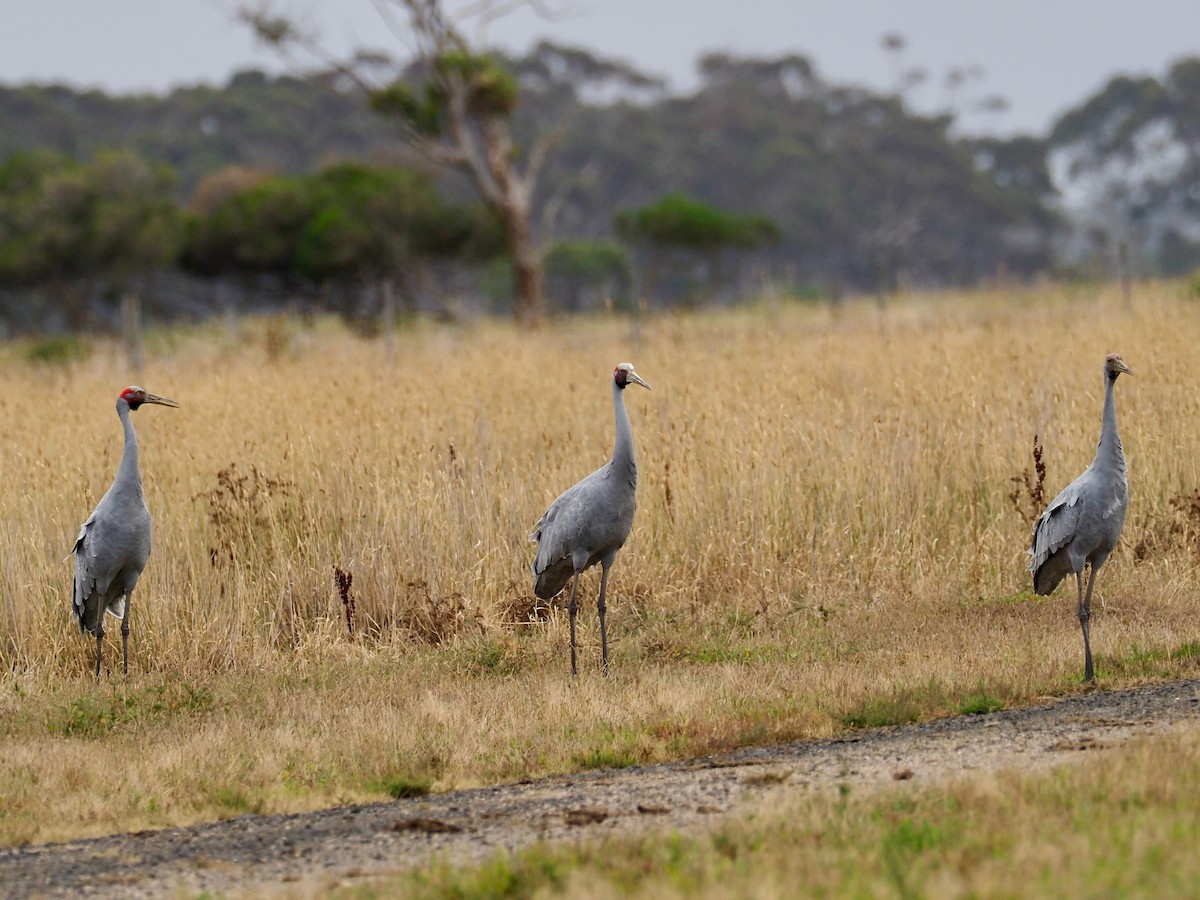 Grue brolga - ML616354121