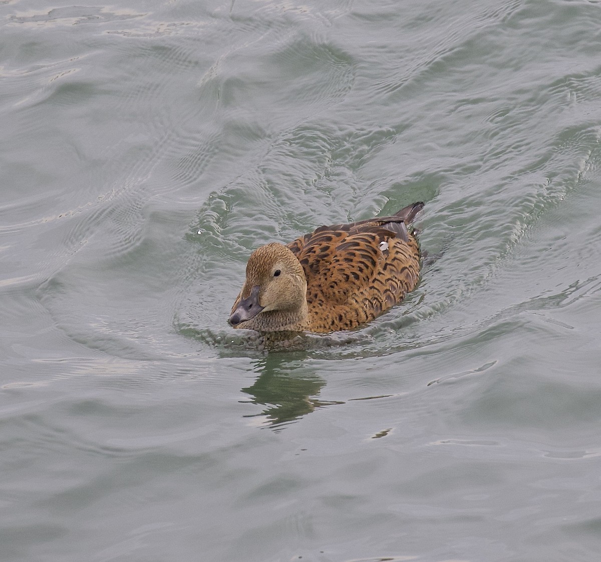 King Eider - ML616354138