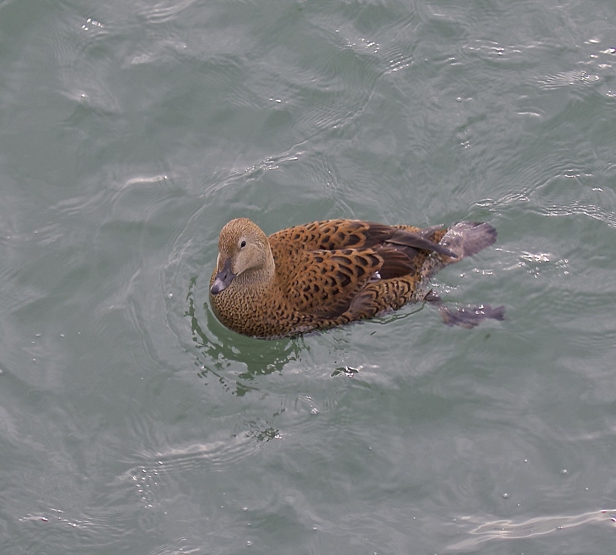 King Eider - ML616354151