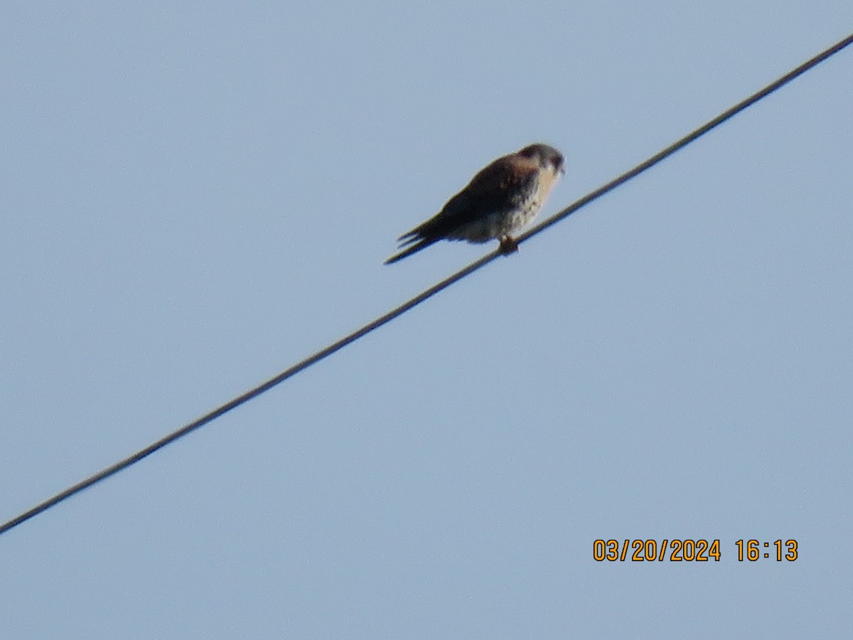 American Kestrel - ML616354159