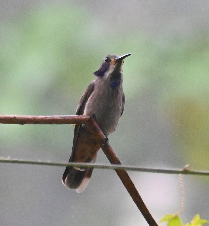 kolibřík fialovouchý - ML616354170