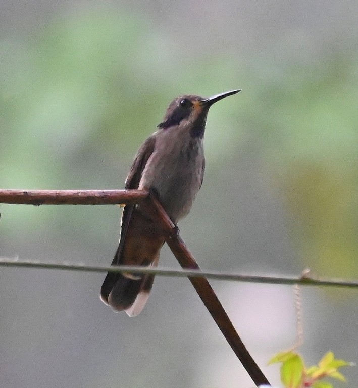 kolibřík fialovouchý - ML616354171
