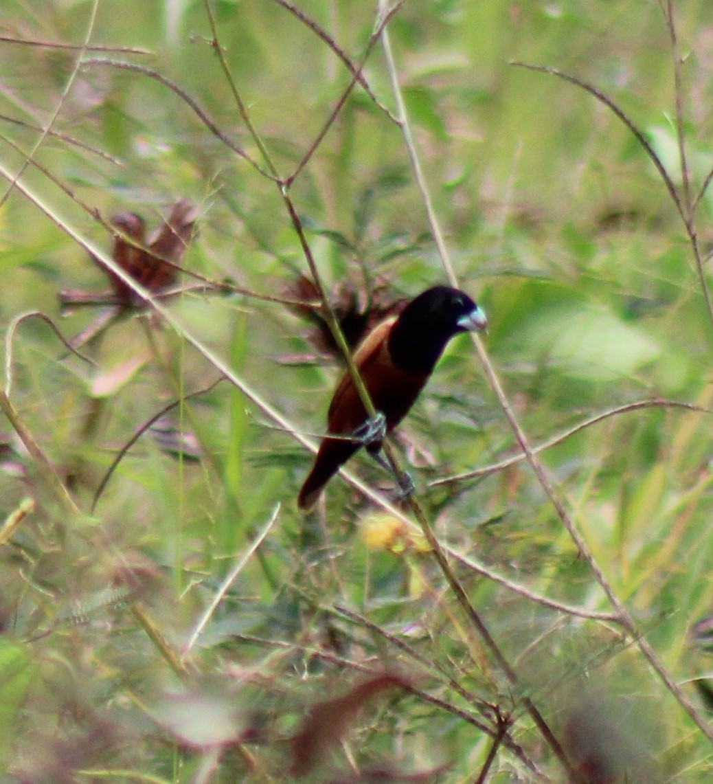 黑頭文鳥 - ML616354184