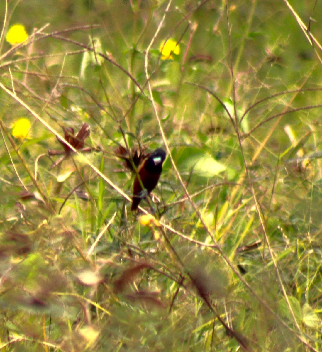 黑頭文鳥 - ML616354190