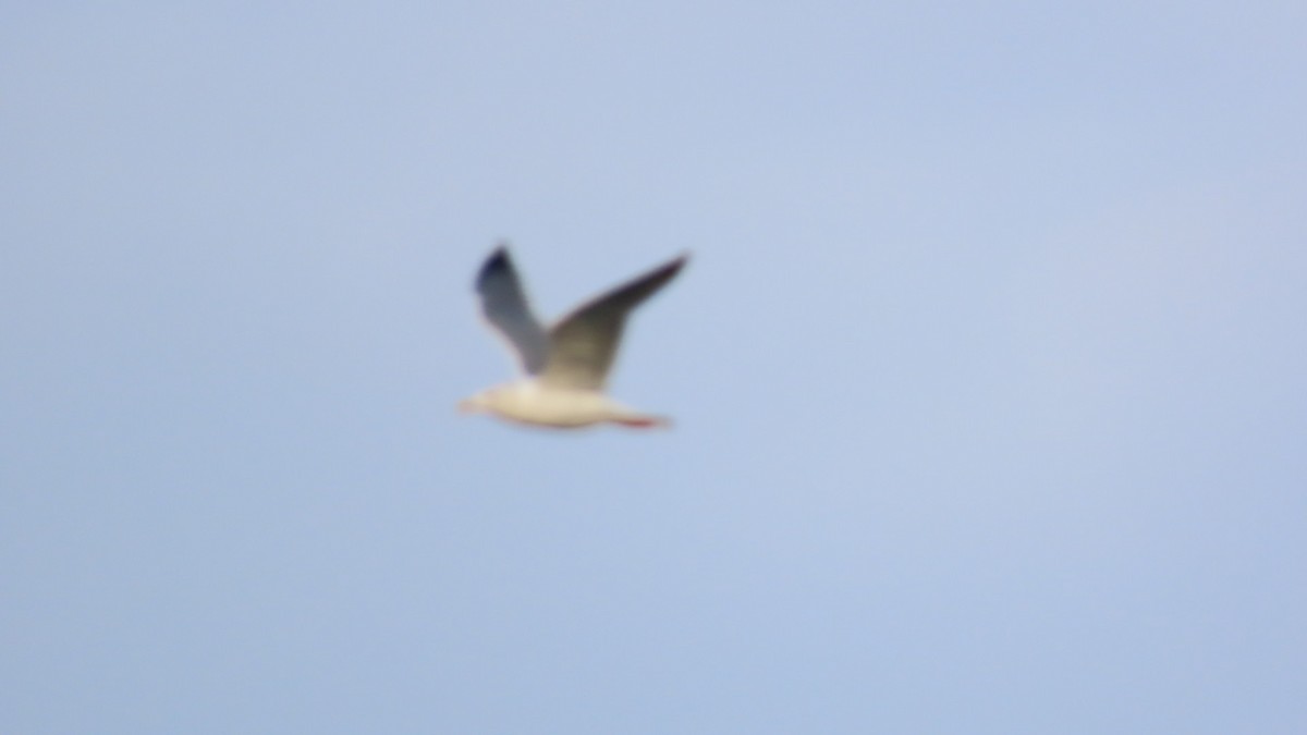 Lesser Black-backed Gull (taimyrensis) - ML616354209