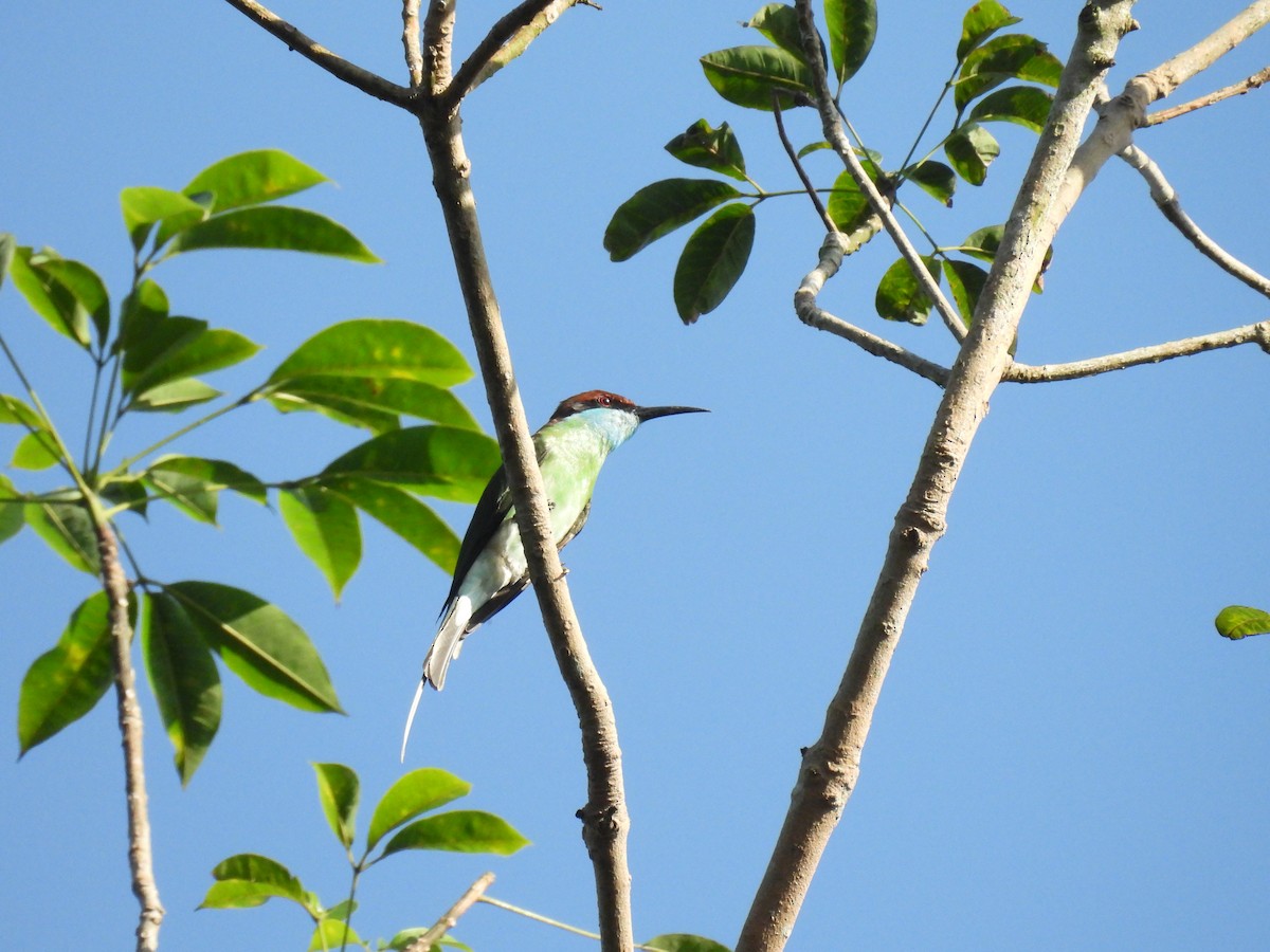 Blue-throated Bee-eater - Praveen Bennur