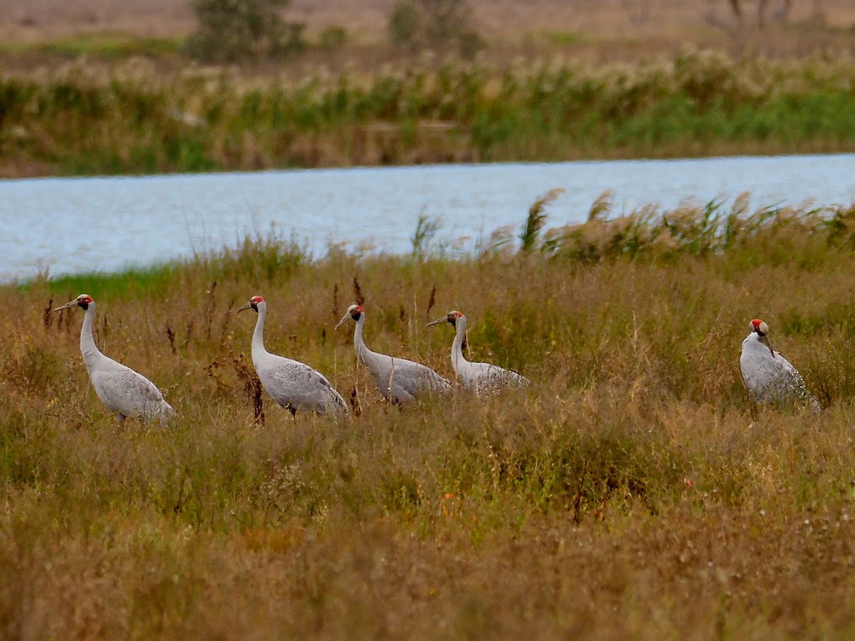 Brolga - David Boyle