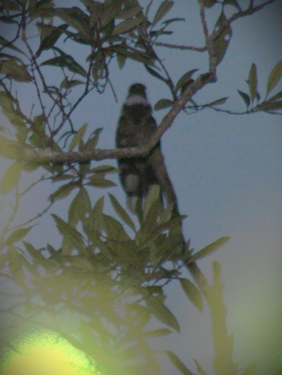 Large-tailed Nightjar - Scott Atkinson