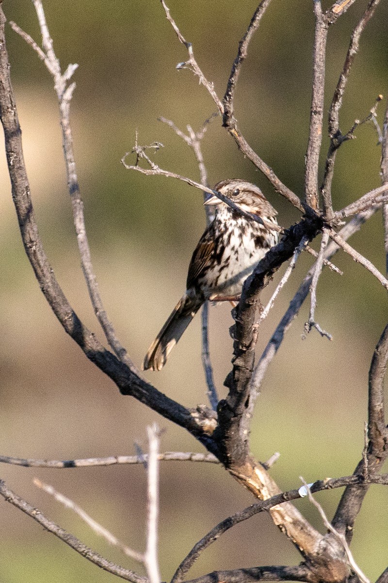 Song Sparrow - ML616354258