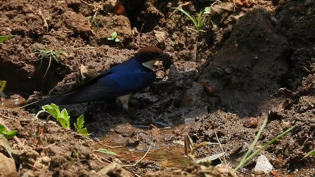 Wire-tailed Swallow - ML616354303