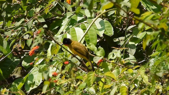 Flame-throated Bulbul - ML616354318