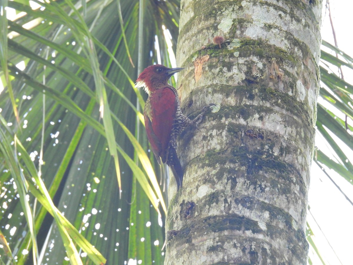 Banded Woodpecker - Praveen Bennur
