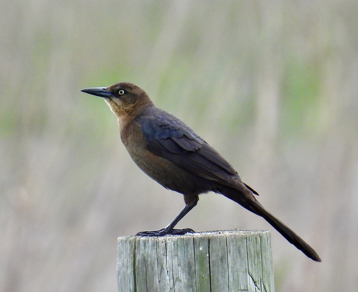 Great-tailed Grackle - ML616354357