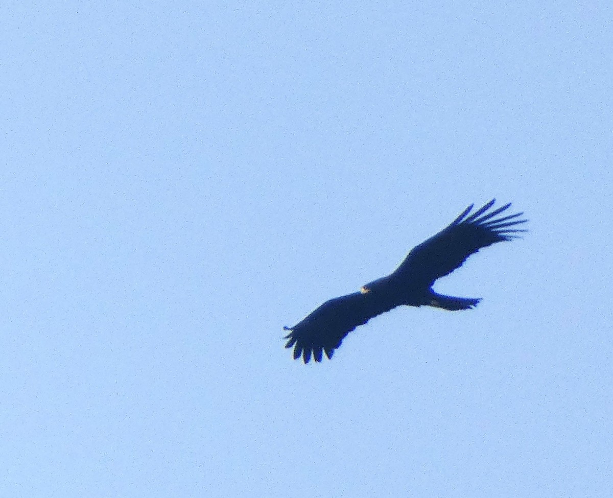 Black Eagle - Santharam V