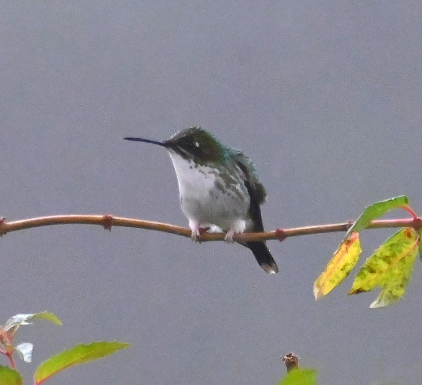 Andean Emerald - ML616354481