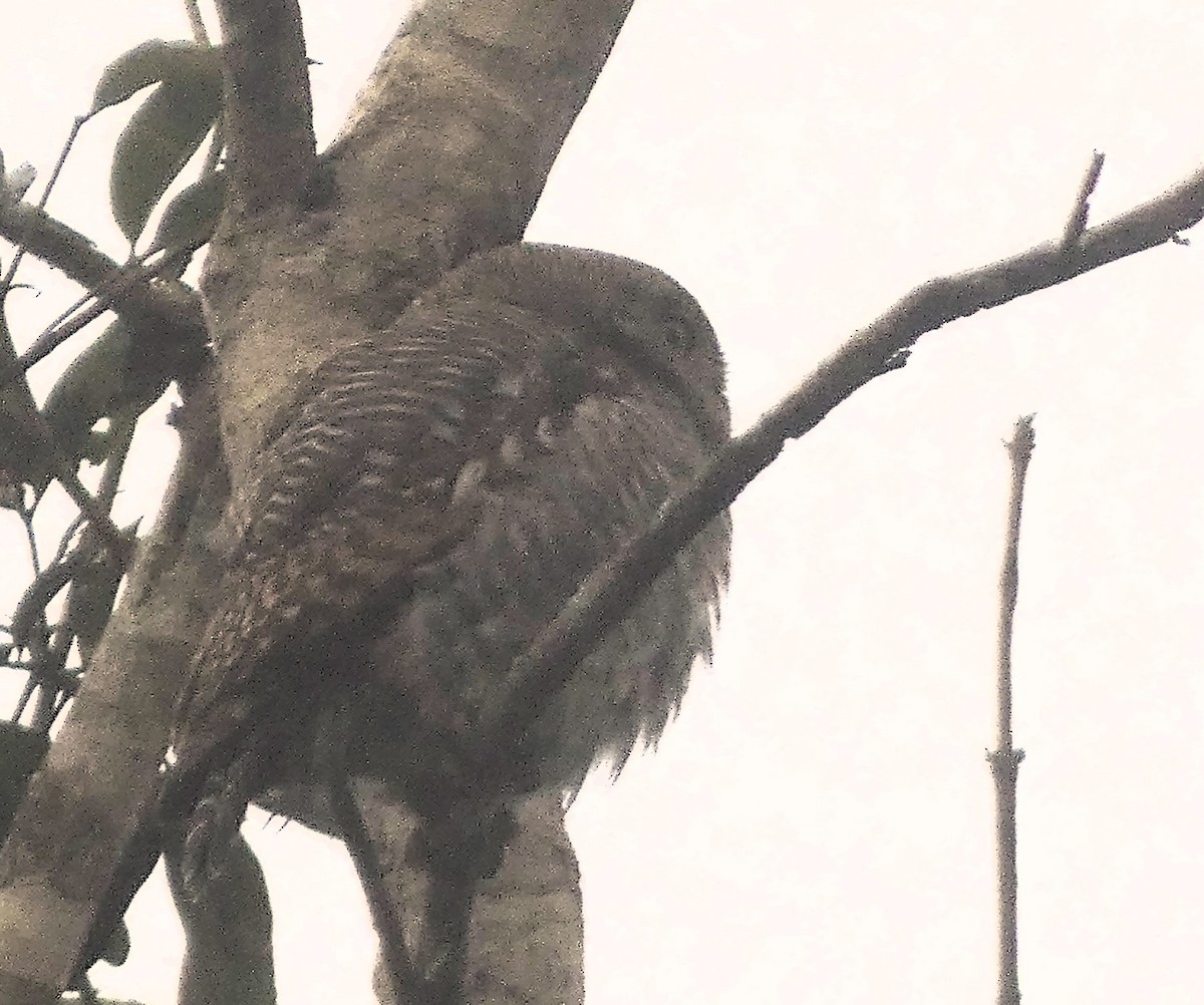 Jungle Owlet - Santharam V