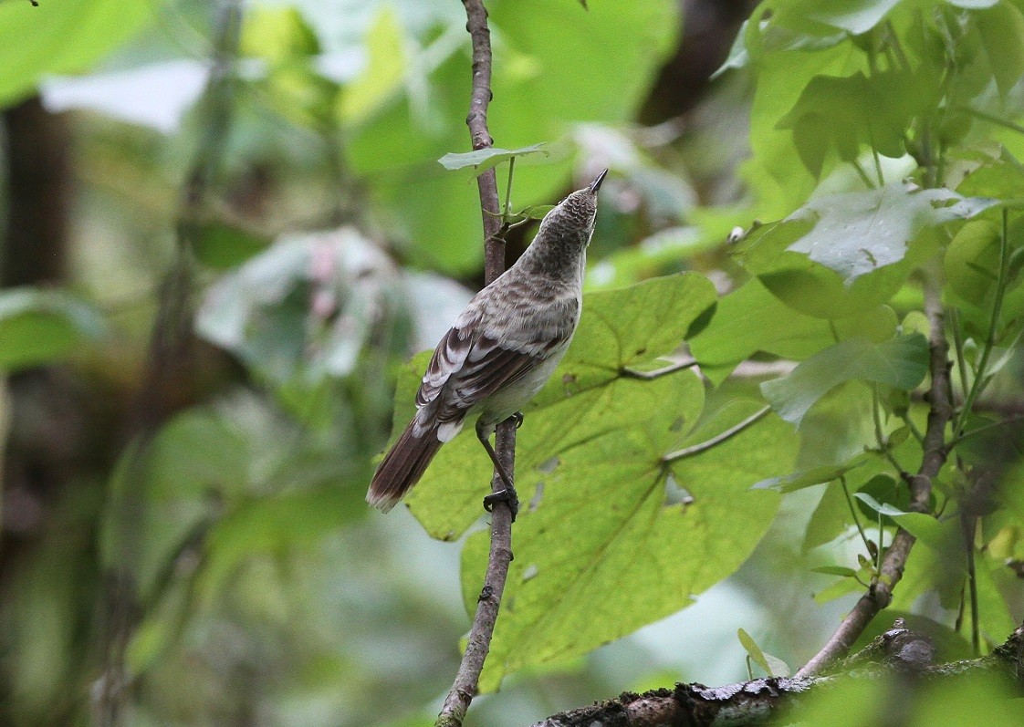 Tahiti Reed Warbler - Paul Jacques