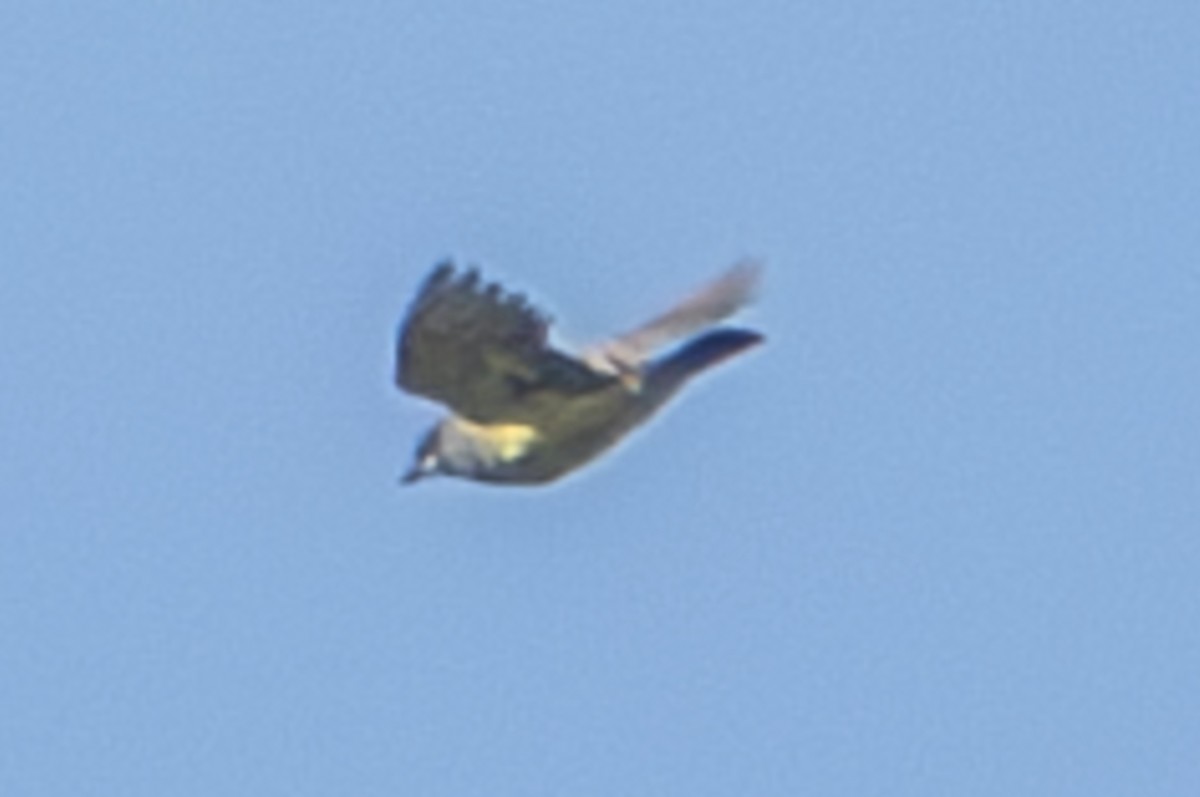 Cassin's Kingbird - ML616354731