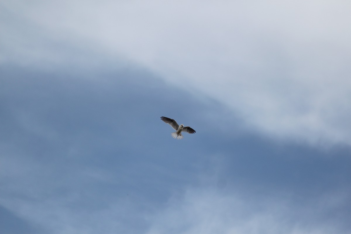 Black-shouldered Kite - ML616354777