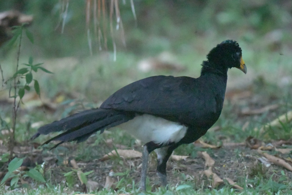 Black Curassow - ML616354786