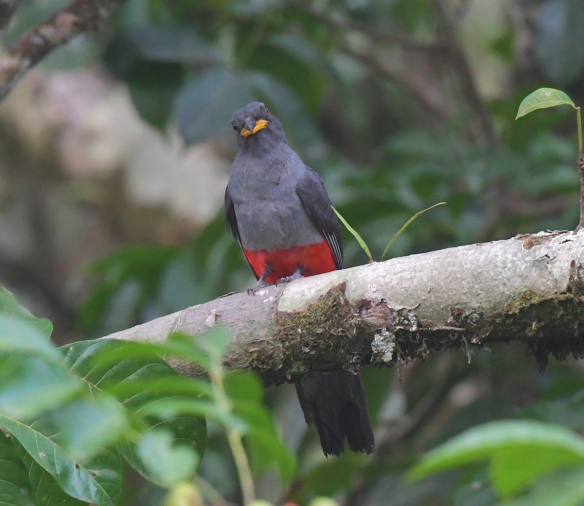 Black-tailed Trogon - ML616354804