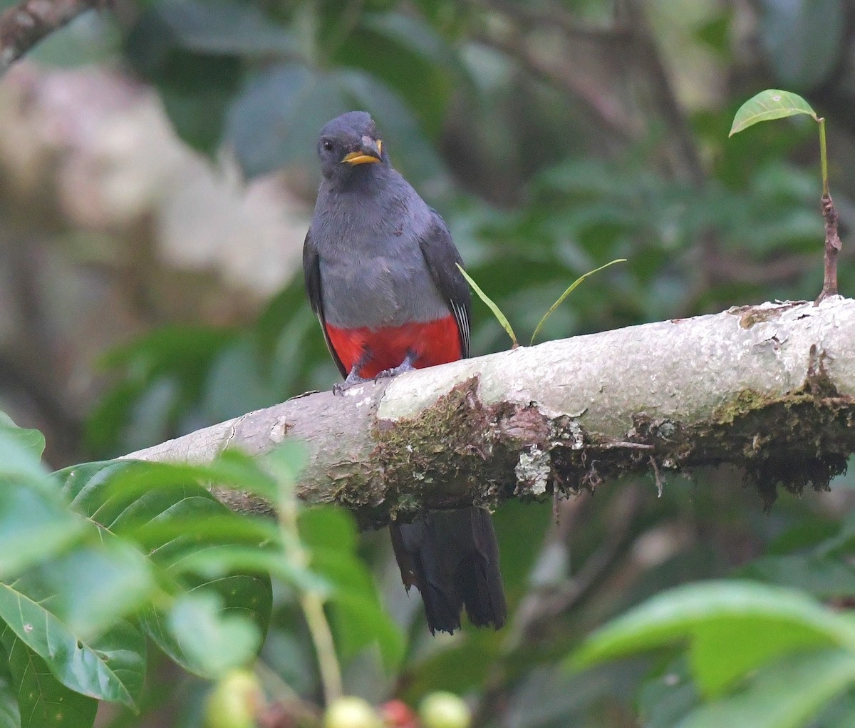 Black-tailed Trogon - ML616354807