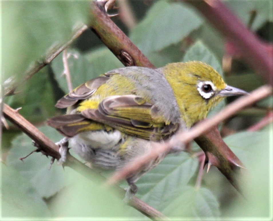 Zostérops à dos gris - ML616354815