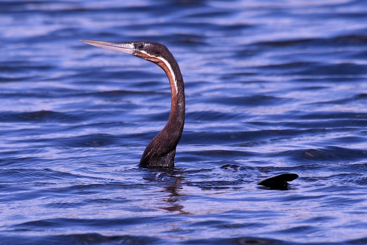 African Darter - Christian Engel