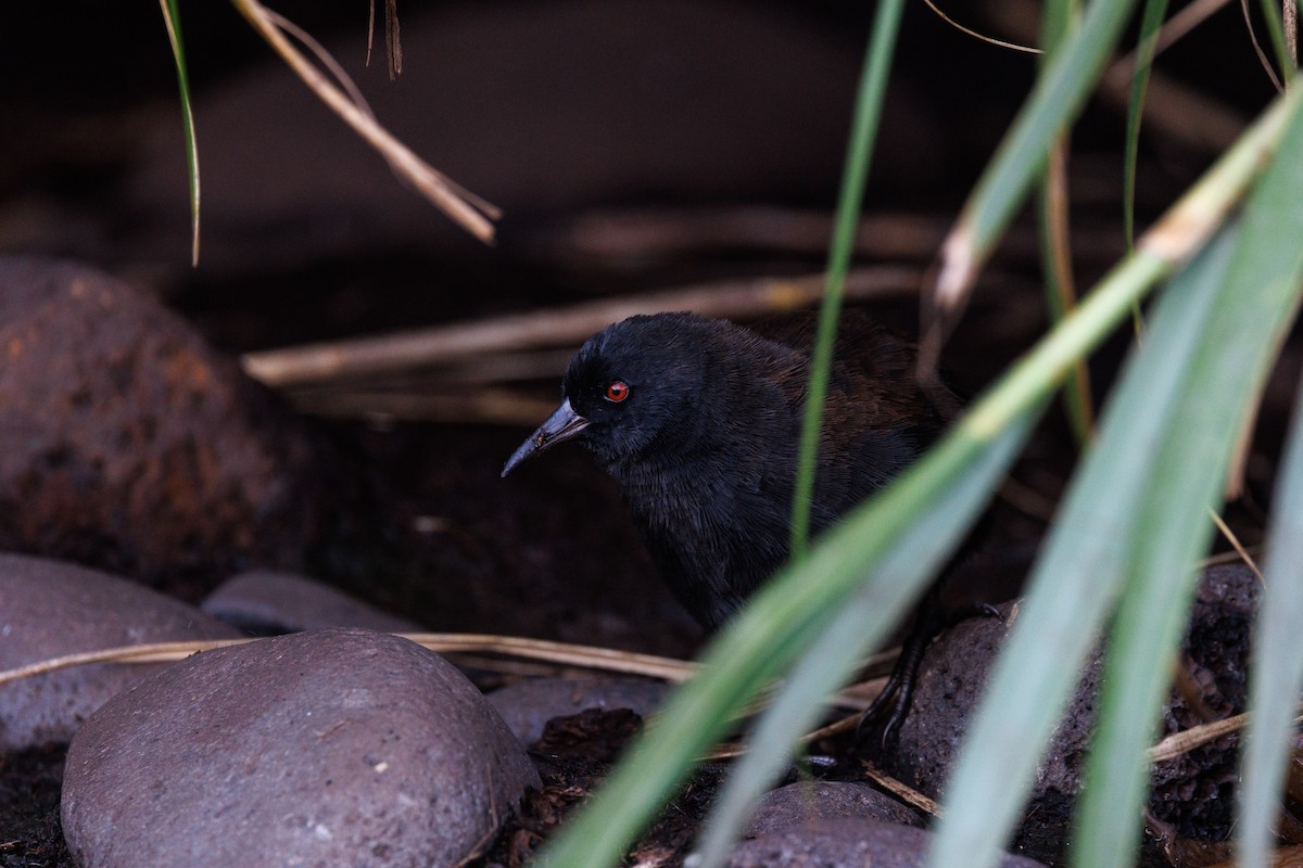 Inaccessible Island Rail - ML616354946