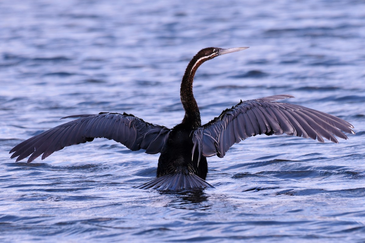 African Darter - Christian Engel