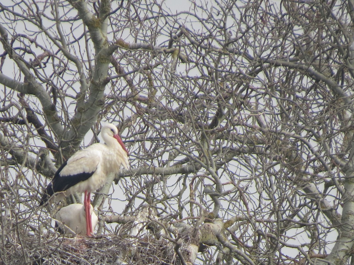 Cigogne blanche - ML616354956