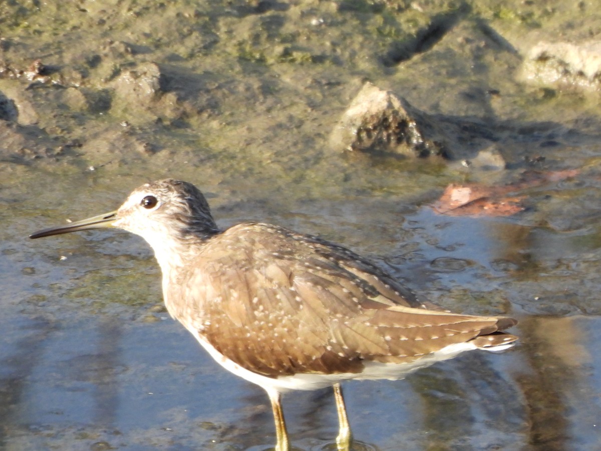 Waldwasserläufer - ML616355001